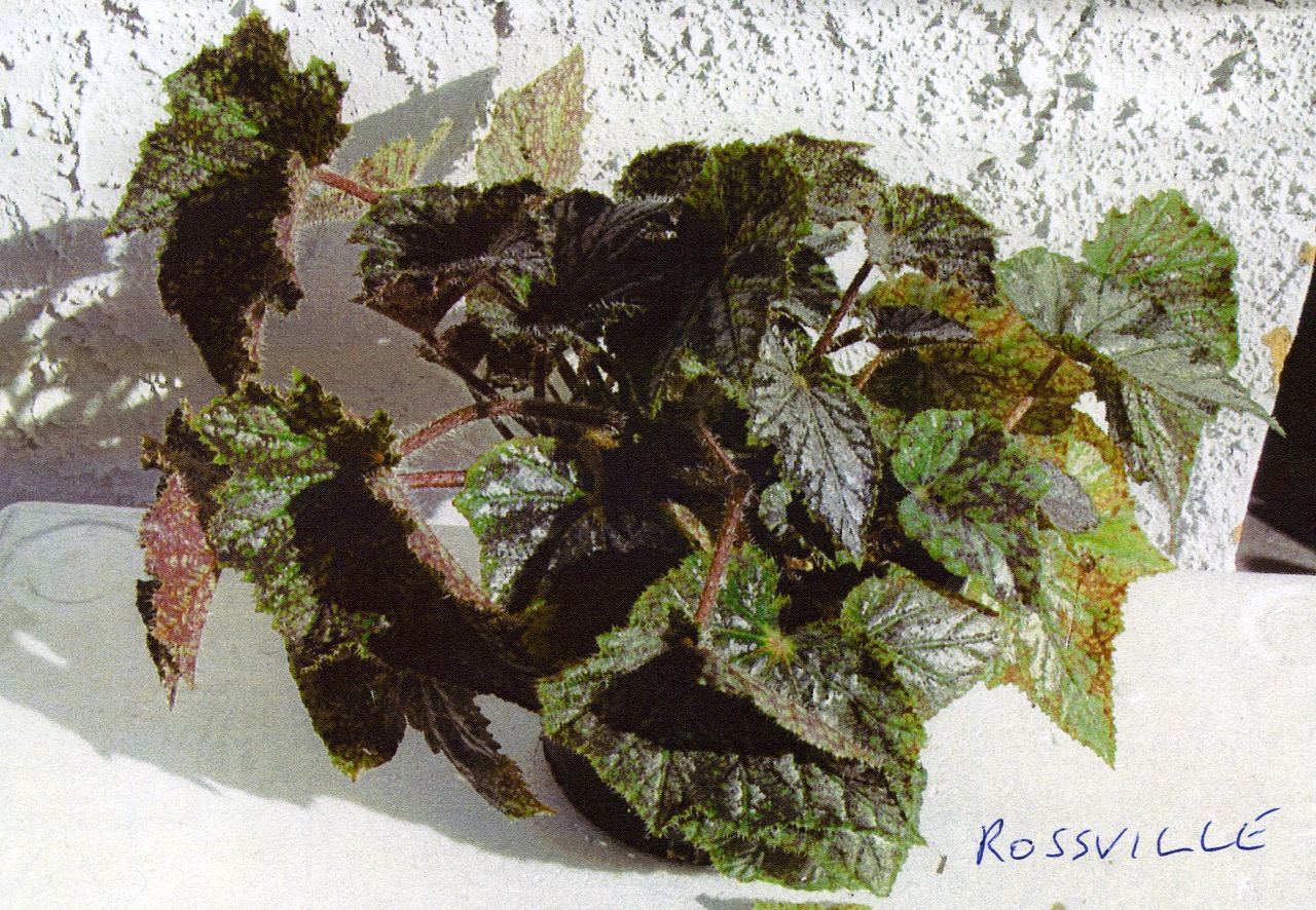 B. ‘Rossville’